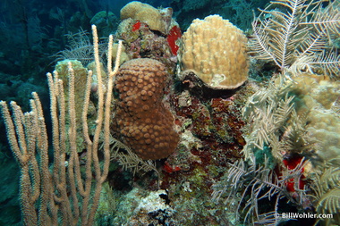 More corals