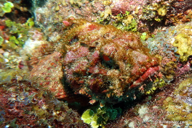 Spotted scorpionfish has excellent camouflage and lips (Scorpaena plumieri)