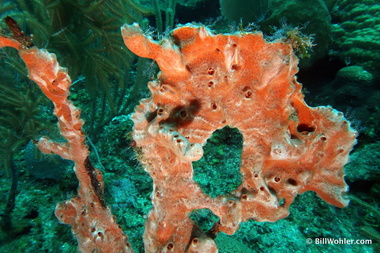 An interesting sponge