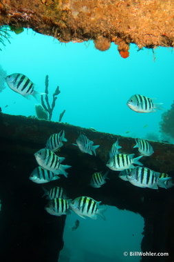 Sergeant majors (Abudefduf saxatilis) in the wreck
