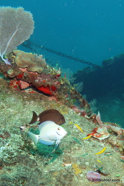 Ocean surgeonfish (Acanthurus tractus)