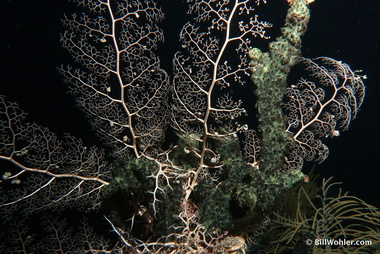 Giant basket star (Astrophyton muricatum)