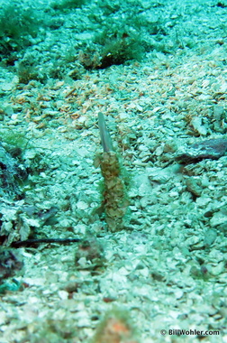Yellowthroat pikeblenny (Chaenopsis limbaughi)
