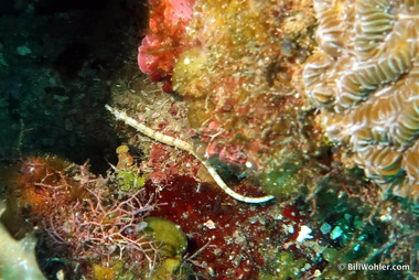 Whitenose pipefish (Cosmocampus albirostris)