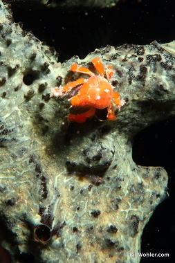 Cryptic teardrop crab (Pelia mutica)