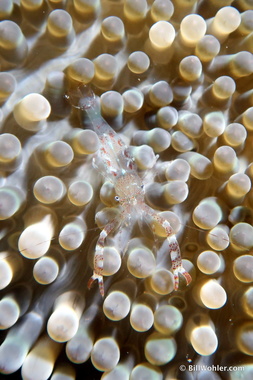 Sun anemone shrimp (Periclimenes rathbunae)