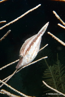 Pygmy filefish (Stephanolepsis setifer)