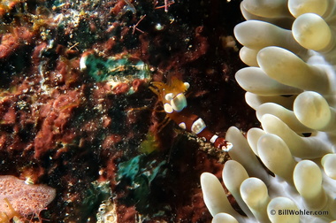 Squat anemone shrimp (Thor amboinensis)