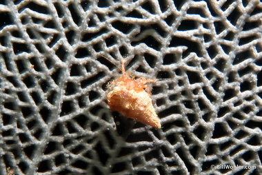 A small hermit crab