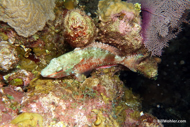 A sleeping parrotfish