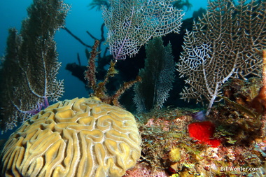 Coral growth on the stern of Mr. Bud