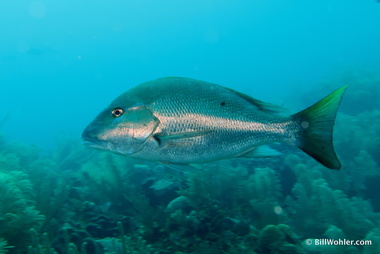 Mutton snapper (Lutjanus analsis)
