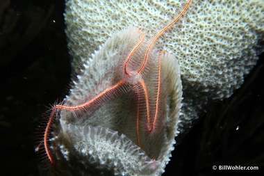 Sponge brittle star (Ophiothrix suensoni)