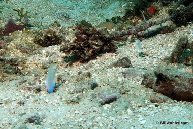 Yellowhead jawfish (Opistognathus-aurifrons)