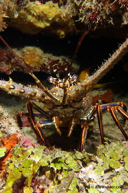 Caribbean spiny lobster (Panulirus argus)