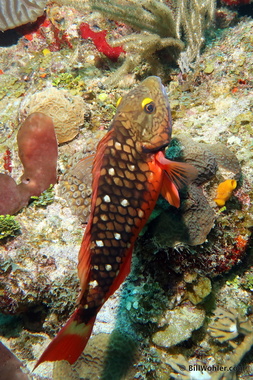 A stoplight parrotfish (juvenile, Sparisoma viride) I think
