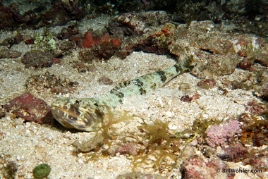 Sand diver (Synodus intermedius)