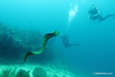 This eel (Gymnothorax funebris) did quite a bit of swimming while we were there