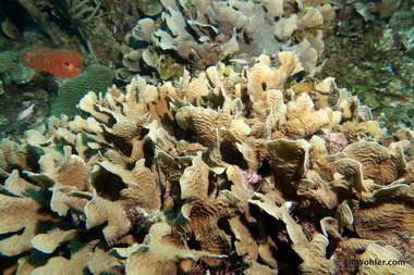 Plate corals