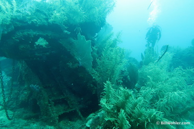 Plume corals take hold on the tractor