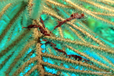 Shortfinger neck crab (Podochela sidneyi)