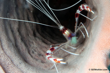 Banded coral shrimp (Stenopus hispidus)