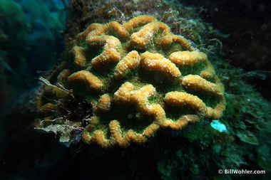 A lovely little coral