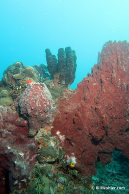 Massive sponges