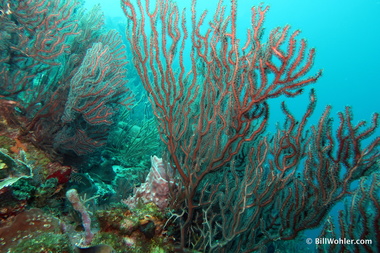 Deepwater sea fan (Iciligorgia schrammi)