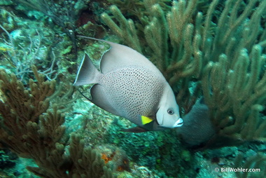 Gray angelfish (Pomacanthus arcuatus)