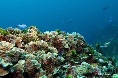 Plate coral and reef fish