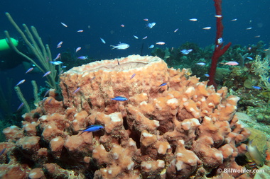 Giant barrel sponge and reef fish (Xestospongia muta)