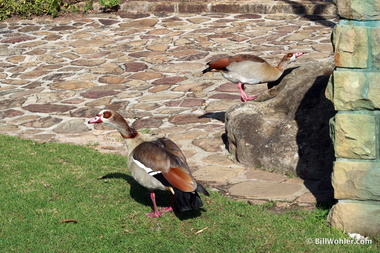 Egyptian goose (Alopochen aegyptiaca)