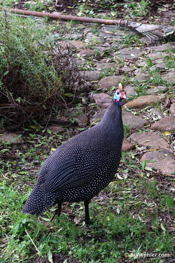 Helmeted guineafowl (Numida meleagris) were often seen