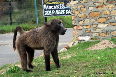 The first of many baboons (Papio ursinus) we'd see this trip