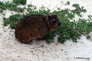 A rock hyrax (Procavia capensis) hangs out with the penguins