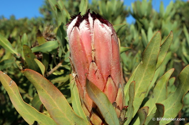 The protea, a common sight in the Cape Town area
