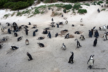 African penguins (Spheniscus demersus) have taken over this beach