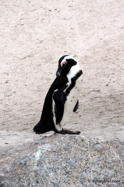 African penguin (Spheniscus demersus)