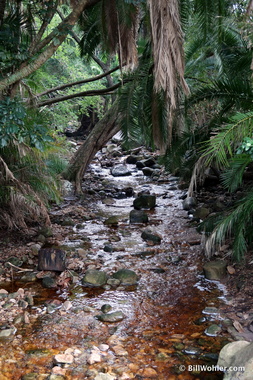 A stream runs through Kirstenbosch National Botanical Garden