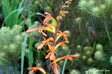 Crocosmia