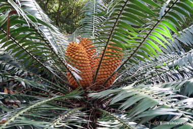 A cycad (Encephalartos)