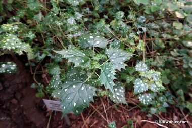 The spotted nettle (Laportea grossa) comes with a warning sign