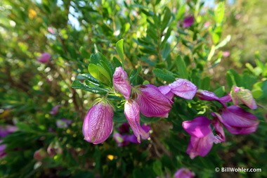 Myrtle-leaf milkwort (Polygala myrtifolia)