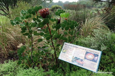 South Africa's national flower, the Fynbos (Protea cynaroides)