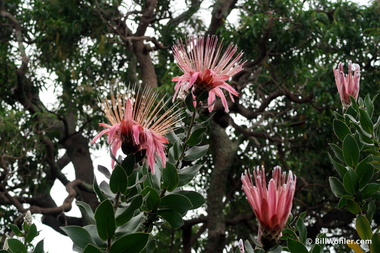 Yet another type of Protea