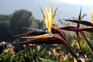 So, this is where the bird of paradise (Strelitzia reginae) is native!