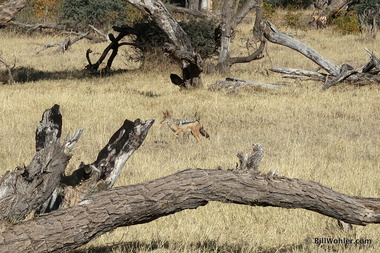 A black-backed jackal (Canis mesomelas) looks for dead stuff
