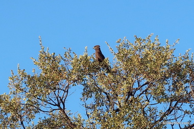 Brown snake eagle (Circaetus cinereus)