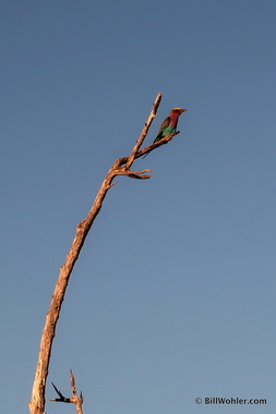 Lilac-breasted roller (Coracias caudatus)